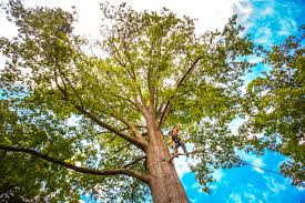 Reliable Pascoag, RI Tree Services Solutions