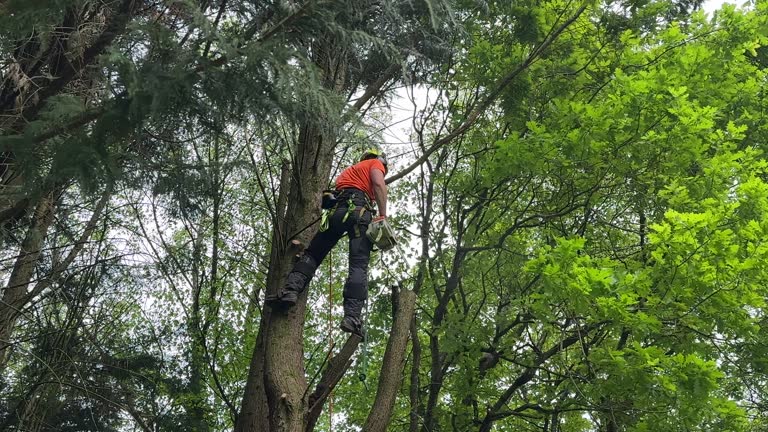 Why Choose Our Tree Removal Services in Pascoag, RI?