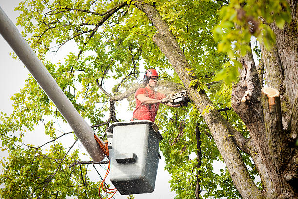 Best Emergency Tree Removal  in Pascoag, RI